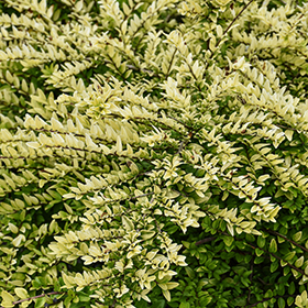 Plant Photo 3