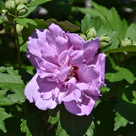 Plant Photo 4