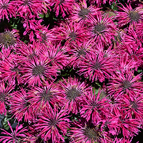 Plant Photo 3