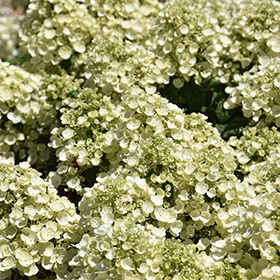 Plant Photo 7