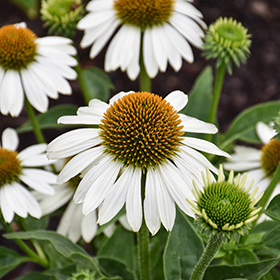 Plant Photo 1