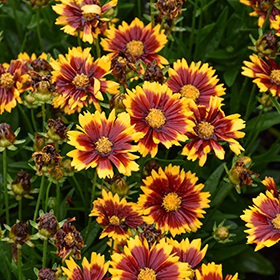Plant Photo 1