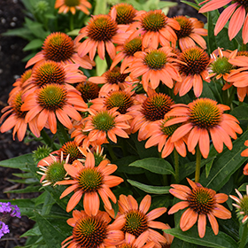 Plant Photo 8