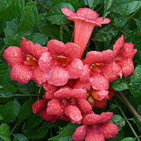 Plant Photo 6