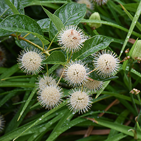 Plant Photo 8