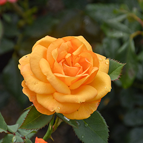 Plant Photo 10