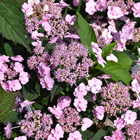 Plant Photo 6