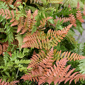 Plant Photo 7