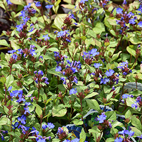 Plant Photo 5