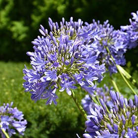 Plant Photo 3