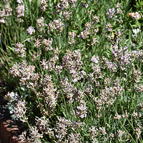 Plant Photo 5