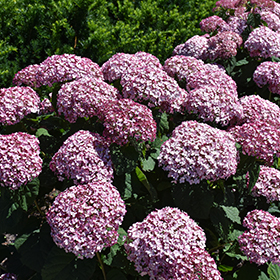 Plant Photo 5