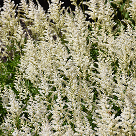 Plant Photo 8