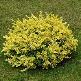 Plant Photo 6