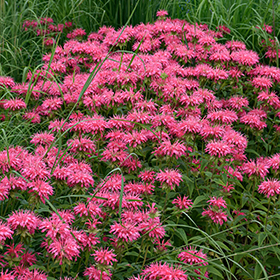 Plant Photo 4