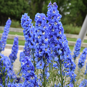 Plant Photo 3