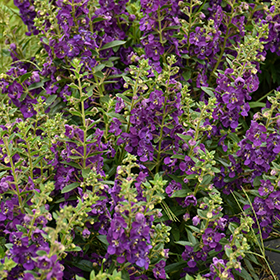 Plant Photo 9
