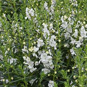 Plant Photo 9