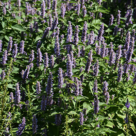 Plant Photo 6