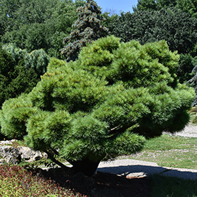 Plant Photo 2