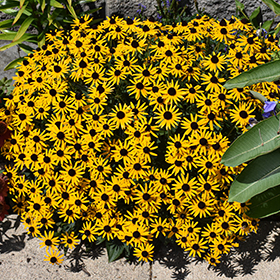 Plant Photo 8