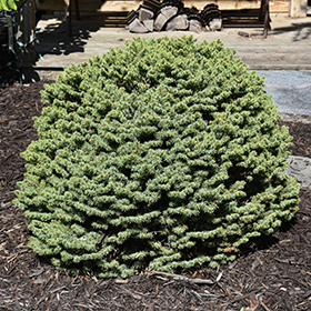 Plant Photo 4