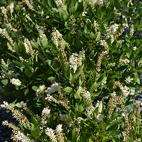 Plant Photo 10