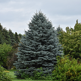 Plant Photo 6