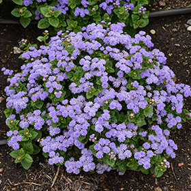 Plant Photo 4