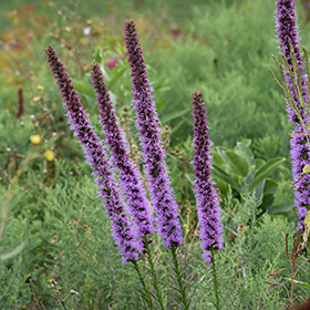 Plant Photo 5