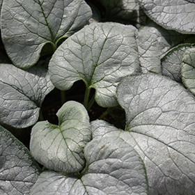 Plant Photo 6