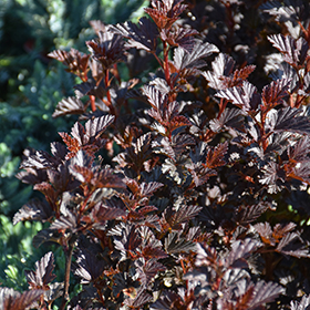 Plant Photo 7