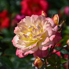 Plant Photo 2