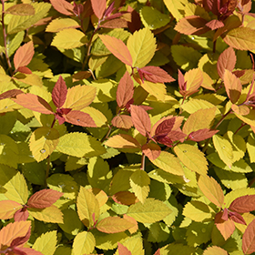 Plant Photo 4