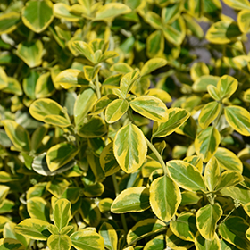 Plant Photo 5