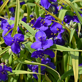 Plant Photo 4