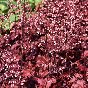 Plant Photo 7