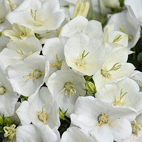 Plant Photo 3