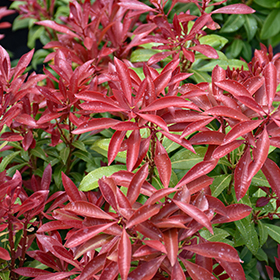 Plant Photo 6
