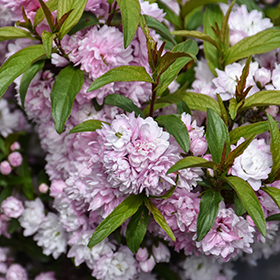Plant Photo 10