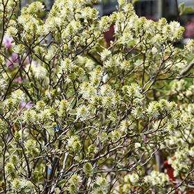 Plant Photo 1