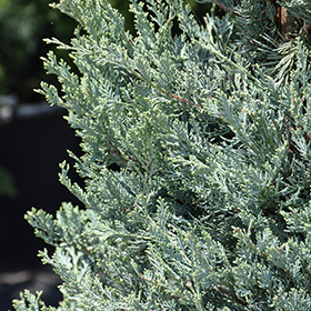 Plant Photo 1