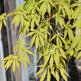 Plant Photo 3