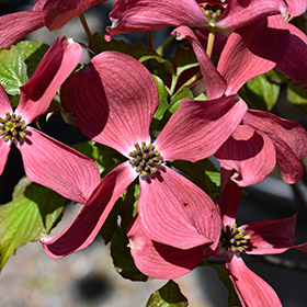Plant Photo 9