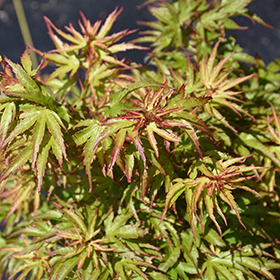 Plant Photo 3