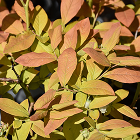 Plant Photo 7