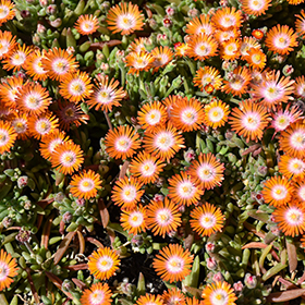 Plant Photo 6