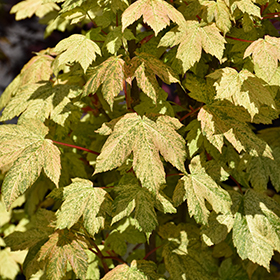 Plant Photo 2