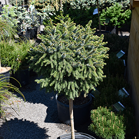 Plant Photo 9