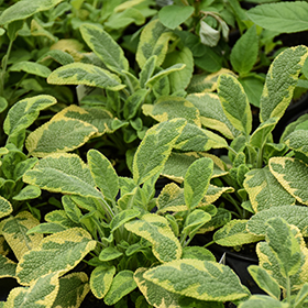 Plant Photo 3